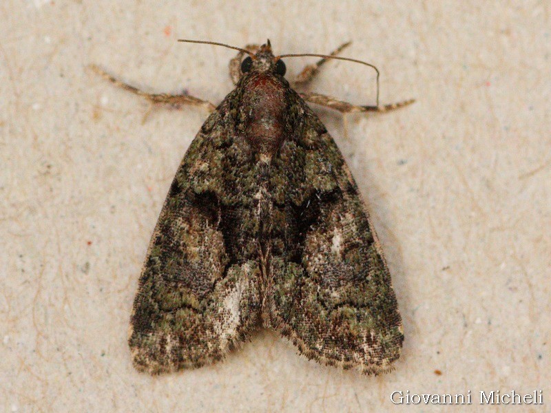 Noctuidae da ID